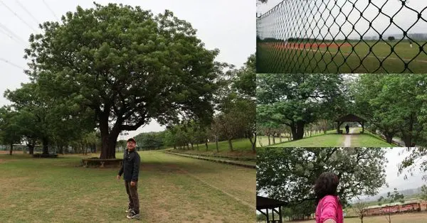 【彰化景點】大肚溪棒壘球場/親子野餐地點/親子動運好處去/苦楝花季節限定