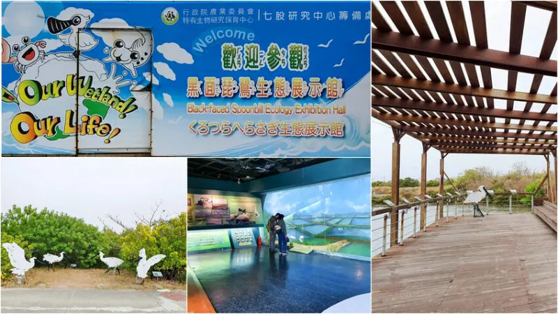 【台南七股】黑面琵鷺生態展示館 生態教育/魚塭濕地/賞鳥亭 免費參觀 順遊景點