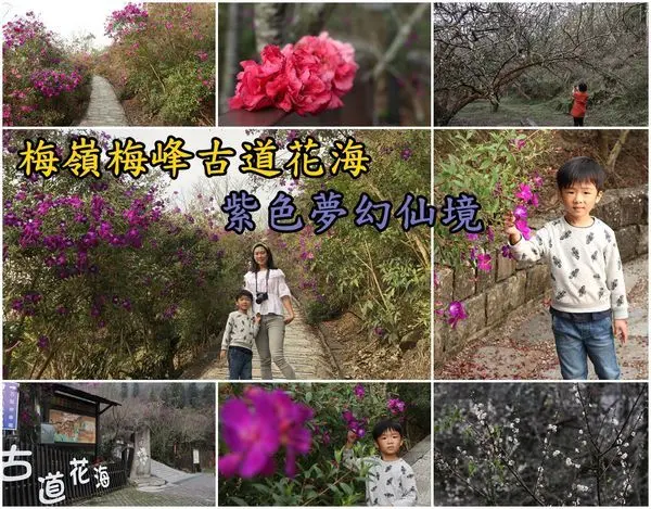 【台南楠西區】『梅峰古道』～梅嶺滿山滿谷的野牡丹，紫色夢幻像走進愛麗絲的夢遊仙境。