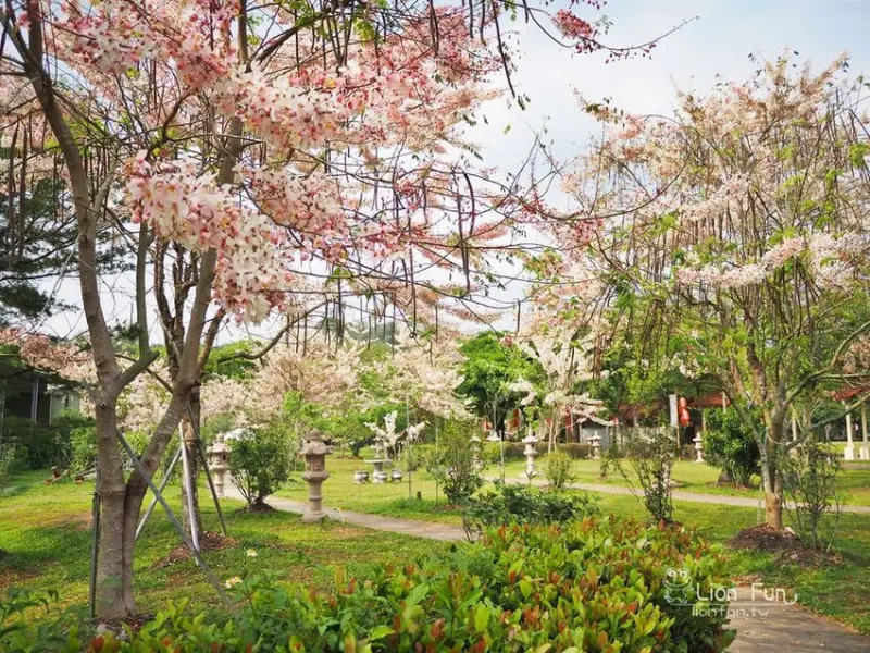 高雄六龜景點｜一貫道寶光建德神威天臺山道場。一整片的花旗木園，台灣版櫻花！！
