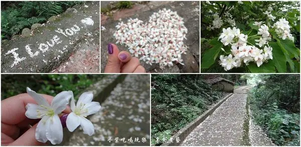 新竹景點/四月雪油桐花開了【金獅步道】除了賞花"金獅寺"附近觀景台還可賞夕陽與夜景(完整停車/登山路線/圖文分享)