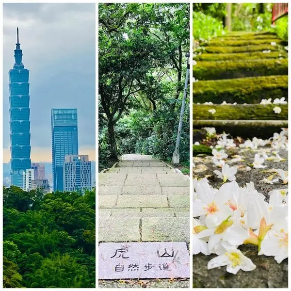 台北森林系景點|虎山自然步道|最佳看101油桐花步道|夜晚螢火蟲閃亮登場|台北CP值超高的登山步道