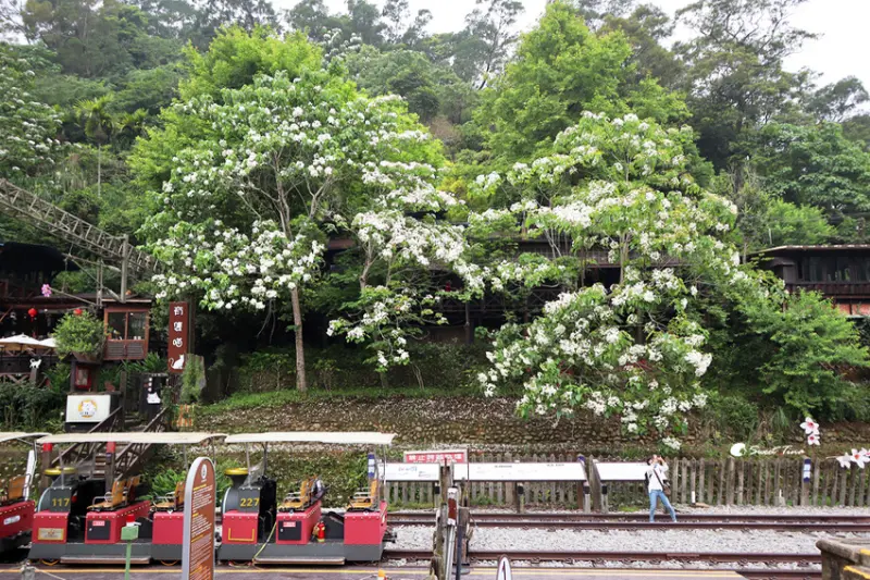 ▲苗栗桐花季必訪賞花景點推薦：勝興車站，坐小火車地途中可以不時看到桐花樹花海 /Sweet Tina 提供、WalkerLand窩客島整理