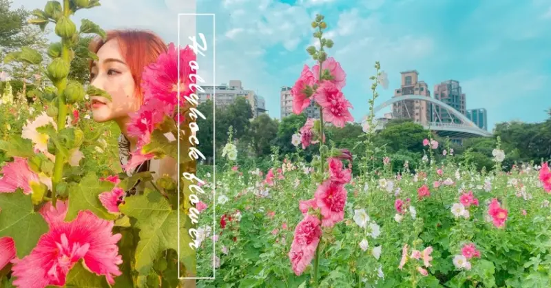 古亭河濱公園。台北蜀葵之森｜6000朵蜀葵花河濱公園爛漫綻放