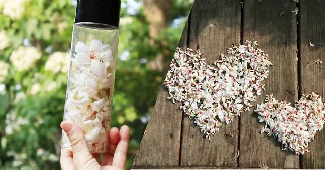 【彰化芬園】2020芬園鳳梨古道油桐花/德興社區桐花祭/雪花遍地的油桐花