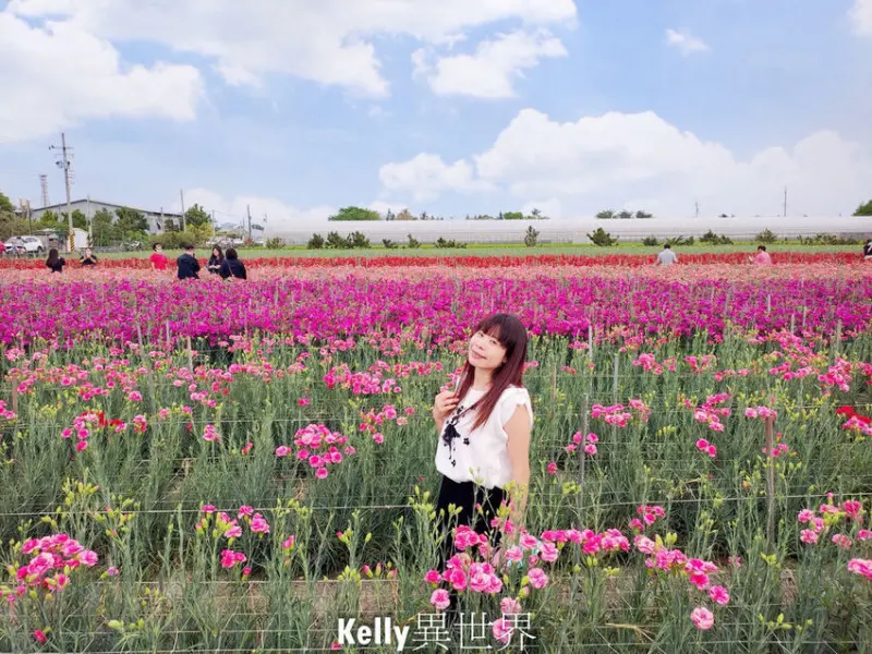|彰化景點 田尾康乃馨花田  繽紛康乃馨花海綻放於田園風光 母親節浪漫打卡景點|