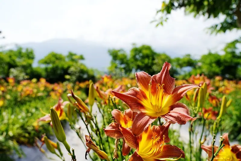 【台灣】花蓮小旅行，市區散策全滿足；入住福容大飯店太悠閒，嘉德花田拍美照，在”遇見曙光“手作、購買布包當伴手禮。
