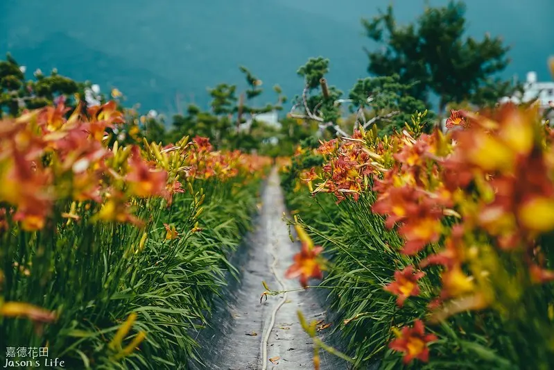 【花蓮吉安│景點】嘉德花田。免費入園，吉安平地就可賞彩色金針花，玫瑰花、扶桑花，還有綠色隧道喔