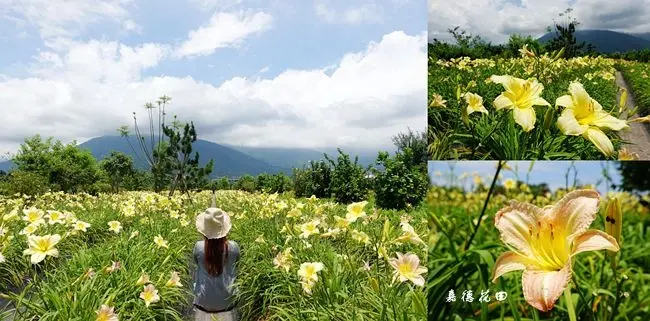 花蓮吉安旅遊景點 ▶ 嘉德花田 ▶ 季節限定免費賞金針花 五種特殊品種金針花 嘉德萱草花田地點及最新花況!
