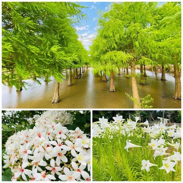 2020桃園最新景點|蘆竹落羽松秘境|超美超夢幻水漾森林|野百合油桐花秘境(2020/5/5最新花況分享)