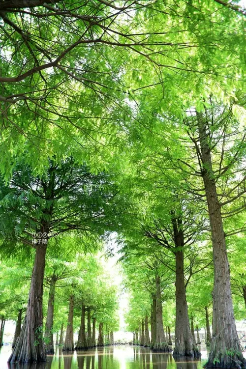 2021桃園蘆竹落羽松秘境｜2020桃園蘆竹落羽松秘境，超親近迷你版水漾森林，慢拍水中迷幻綠影～