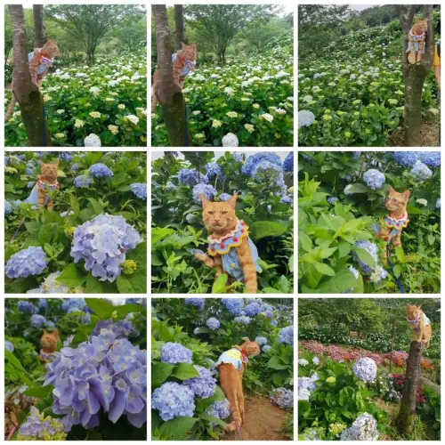 【新北.萬里】高家繡球花萬里園區。人類$100+停車一台$100寵物免費入園