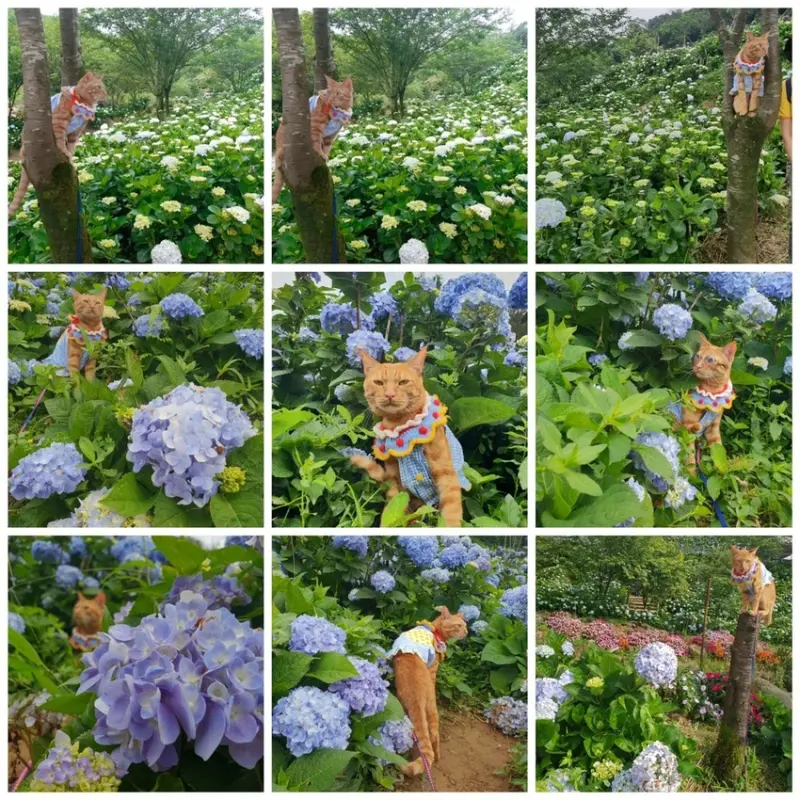 【新北.萬里】高家繡球花萬里園區。人類$100+停車一台$100寵物免費入園