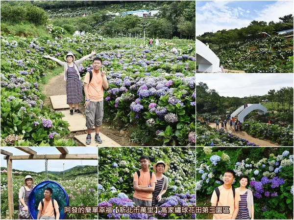 ﹝新北市萬里遊記﹞高家繡球花田第三園區　滿山遍谷、繽紛耀眼如人間仙境的繡球花海，花期已進入後半段，再錯過只能等明年　／6月26日花開七成／新北必訪繡球花海／醉蝶花海／萬里必訪新景點