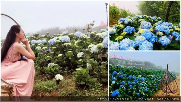 圓圓家出去玩-<新北萬里>萬里高家繡球花第三園區，繡球花準備滿開，準備好來感受仙氣十足的花團錦簇了嗎?