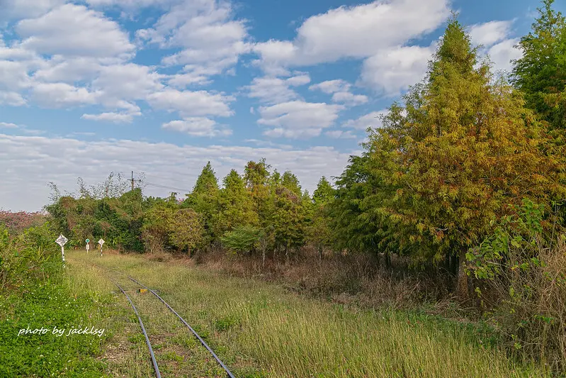 201213台南-烏樹林糖廠落羽松
