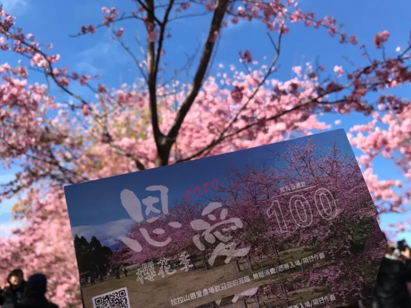 【桃園 復興】2020恩愛農場櫻花季 拉拉山櫻花季恩愛農場最新花況門票、交通資訊