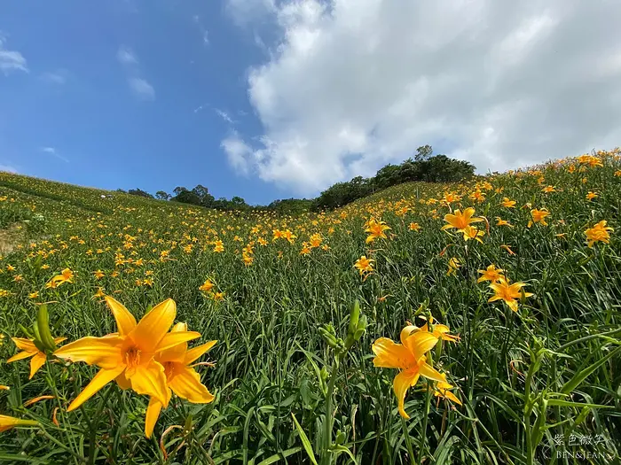 【知本天山農場】超大片的金針花海，全新「金針花秘境」5月開的金針花，季節限定.台東景點推薦