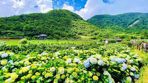 2020竹子湖繡球花季|免費賞繡球花景點|竹子湖海芋大道、頂湖小鎮|竹子湖觀景台居高臨下欣賞花海