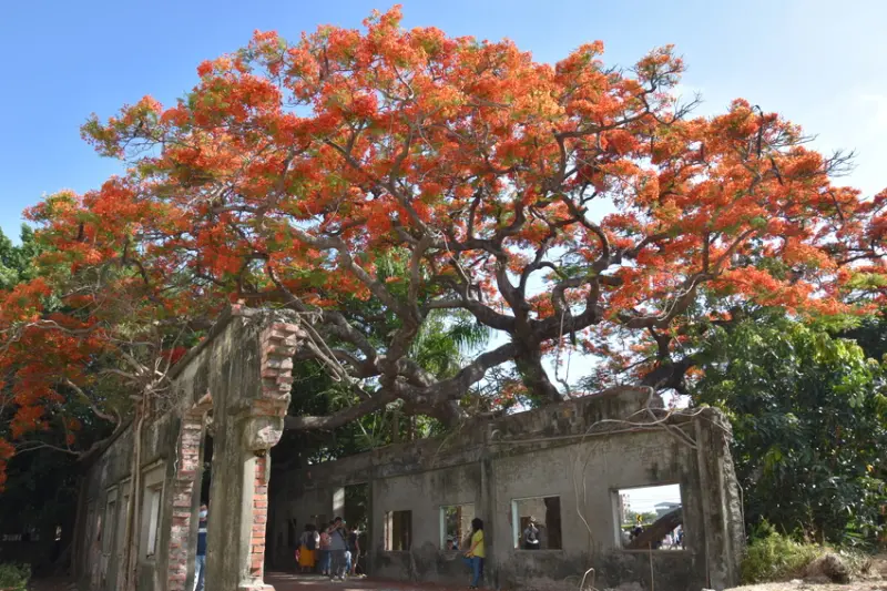【高雄】2020番茄會社|最火紅的廢墟|爆開百年鳳凰木與廢墟交織而成的絕美場景