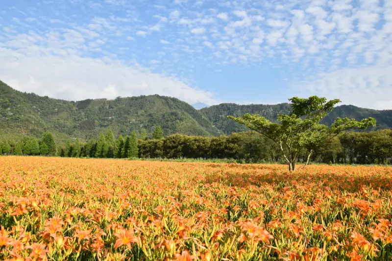 【南投】日月潭生態博物館|金針花大爆發|活盆地體驗會跳舞的泥土|悠閒趣味划舟|七彩金針花賞花正是時候