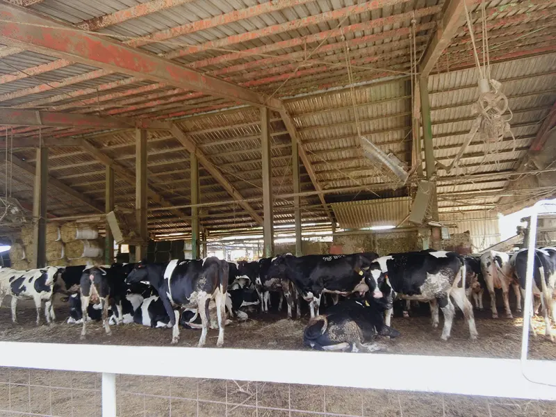 【苗栗】親子一日遊 ♥ 竹南四方牧場餵牛牛~哞