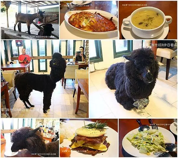 『新北。OIA伊亞藝術咖啡館』～萌萌草泥馬／近距離接觸