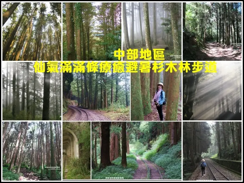 中部地區八條仙氣滿滿條療癒系杉木林步道