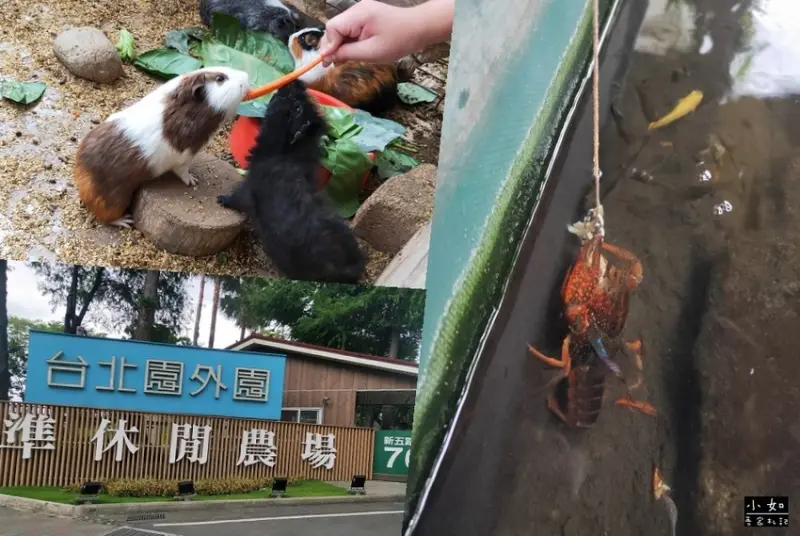 【五股景點】準園休閒農場‧餵餵小動物‧大戰釣美國螯蝦‧彩繪DIY‧門票可折抵！