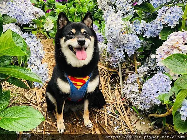 |遊記| 台北北投 曹家花田香 竹子湖繡球花 手作乾燥花 寵物友善賞花