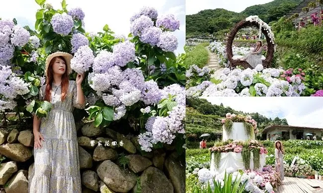 陽明山竹子湖繡球花 ▶ 曹家花田香 ▶ 2020竹子湖繡球花園推薦 必拍繡球花蛋糕 2020最新花況、門票、交通!