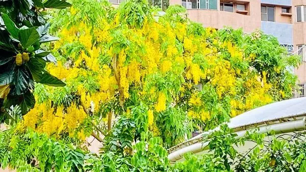 桃園最新賞花秘境|季節限定阿勃勒盛開|寶慶公園下起黃金雨|超美超夢幻黃金花毯(2020/6/8最新花況)