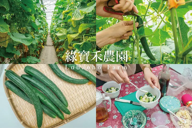 彰化埤頭 綠寶禾農園｜溫室栽種無毒小黃瓜，不受氣候影響享受採摘小黃瓜樂趣，還有涼拌小黃瓜DIY（採預約制）