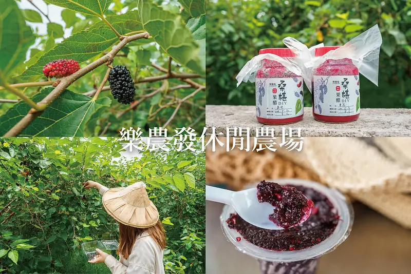 彰化埤頭 樂農發休閒農場｜四、五月享受桑葚採果樂，桑葚醋DIY，還能品嚐桑葚冰及桑葚茶（採預約制）