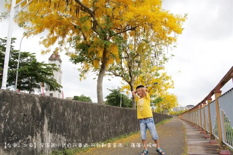 【台中。北屯】旱溪親水式自行車道-阿勃勒黃金雨 。走在絕美的黃金地毯上，欣賞著仲夏最美的黃金雨！