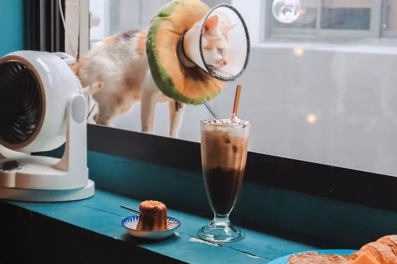 【台北不限時咖啡廳】1+1 Together Republic：鑽進台北巷弄裡尋一杯咖啡，還有三隻可愛的貓咪陪伴一下午 /貓咪咖啡廳