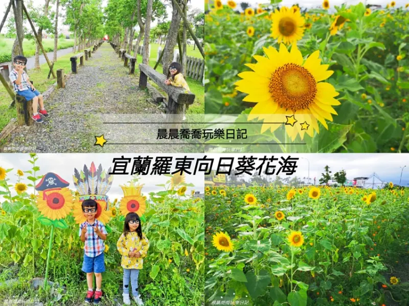 宜蘭｜期間限定【向日葵花海】4萬5千朵向日葵，超美金黃花海，打卡拍照新景點！
