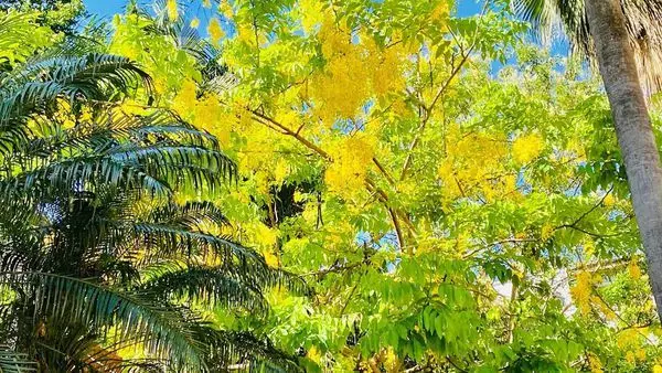 2020桃園賞花|蘆竹南竹路阿勃勒|最佳賞花點錦興國小|整排阿勃勒閃閃動人|桃園新開幕銅板小吃－刈起吃包(2020/6/17最新花況)