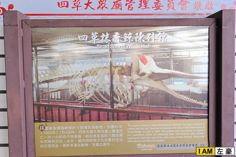 [旅遊] 台南。四草抹香鯨博陳列館