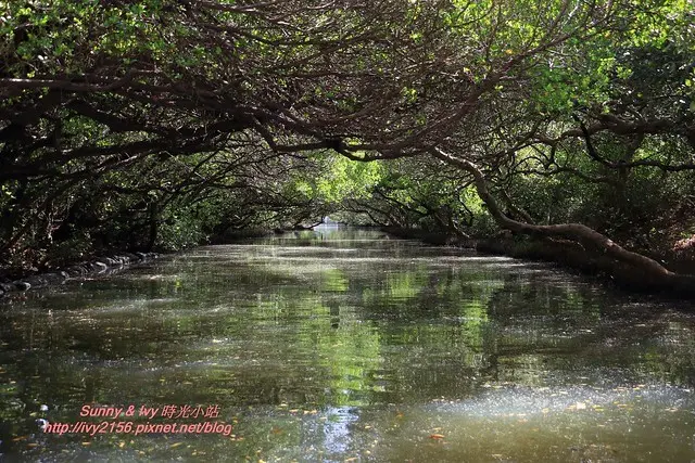 【台南安南旅遊】四草綠色隧道。搭竹筏體驗紅樹林生態之美