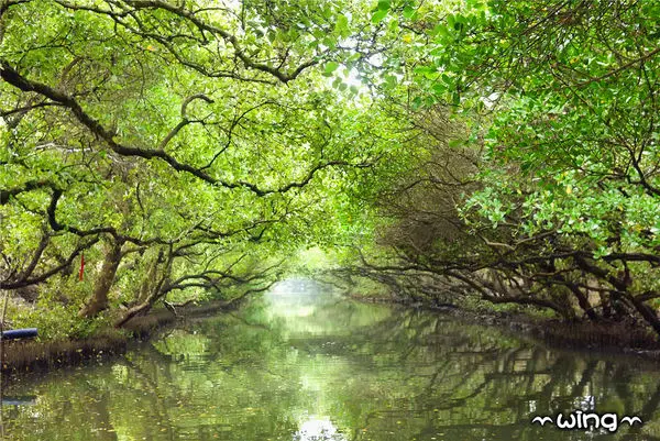 ［台南安南區］台灣袖珍版亞馬遜河。【四草綠色隧道】紅樹林生態園區(台江國家公園/大眾廟景點)        
      
