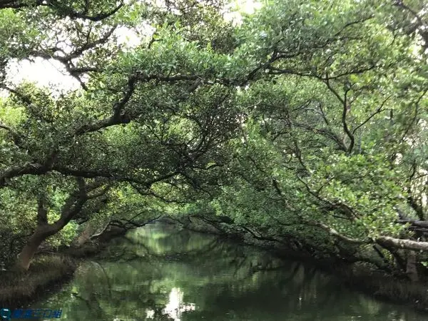 【遊記】台南安南_四草綠色隧道@不用去巴西看亞馬遜 先來府城的綠色隧道嘗鮮趣