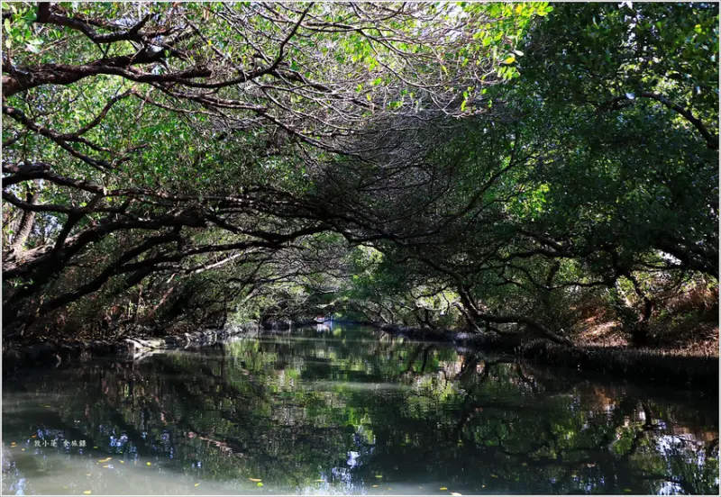 【台南‧安南區】四草綠色隧道‧台版亞馬遜河 台江國寶 補追天使之眼