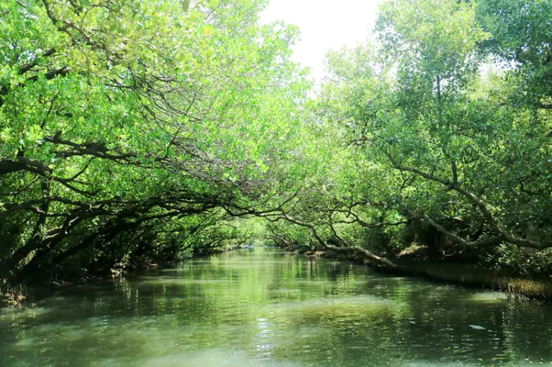 【台南旅遊】四草綠色隧道 帶著斗笠搭竹筏遊台版亞馬遜河 生態自然教室