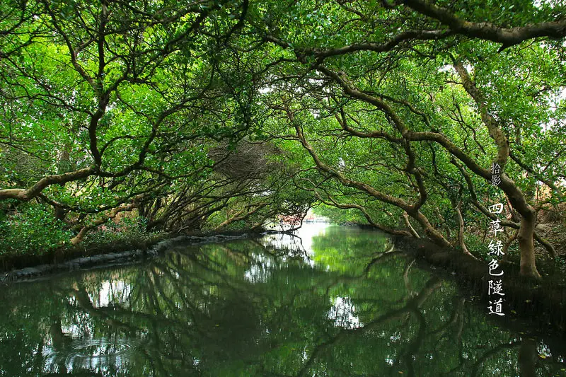 [拾影-國內-台南]四草綠色隧道-與自然共舞，來台灣的亞馬遜探險吧！台南景點/台南必去/台江國家公園