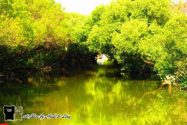 【台南。安南】四草紅樹林綠色隧道。袖珍版亞馬遜河。台江生態之旅