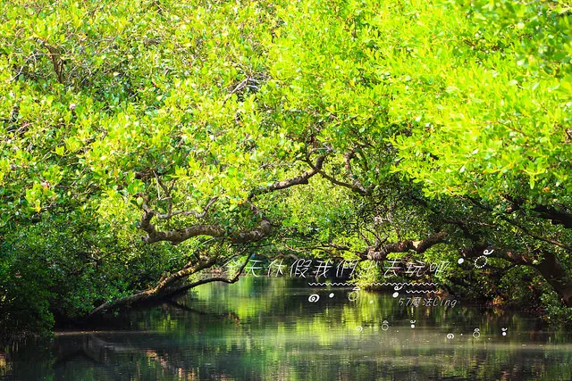 [ 台南⊙安南]迷你版亞馬遜河。四草生態綠色隧道。