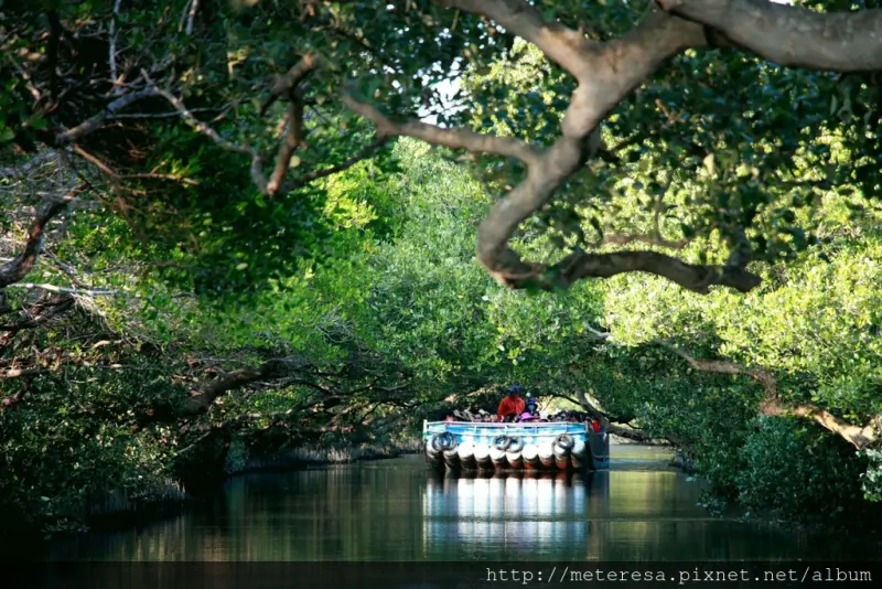 【台南.四草紅樹林隧道】迷你台版亞馬遜河。迷幻又浪漫的神秘水道,絕對值得一探究竟!