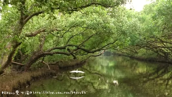 ★台南安南★【四草綠色隧道】台版迷你亞馬遜河。坐竹筏遊紅樹林生態之旅。