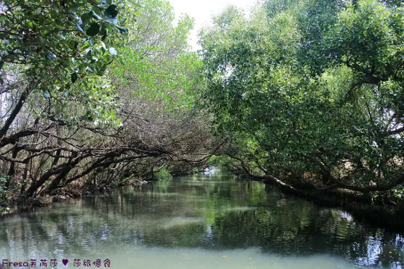 台南景點【四草綠色隧道】四草大眾廟旁.台版亞馬遜河.紅樹林潮間豐富生態│親子旅行│安平景點 - Fresa芙芮莎♥莎旅憶食